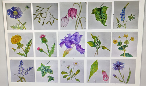 Chrissy F, My botanicals from sketchbook, watercolour.jpg